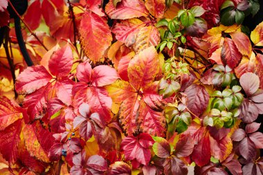 Sonbaharda kırmızı ve turuncu üzüm yaprakları