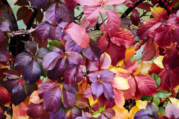 Sonbaharda güzel Virginia sürüngeni Parthenocissus quinquefolia yeşilliği. Yüksek kalite fotoğraf