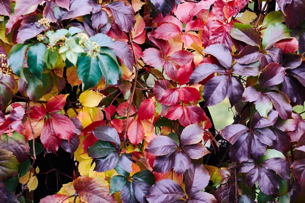Sonbaharda güzel Virginia sürüngeni Parthenocissus quinquefolia yeşilliği. Yüksek kalite fotoğraf