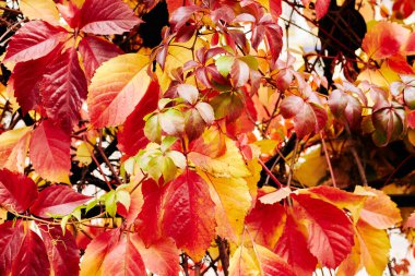 Red and orange grape leaves in autumn. High quality photo