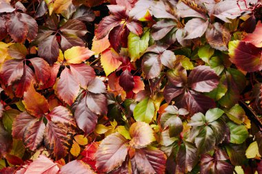 Colorful background of fallen autumn leaves, red. High quality photo