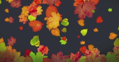 Animated background. Autumn leaves with shadow fall and on a dark background. Thanksgiving concept, family, discount and sale for this holiday. High quality 4k footage