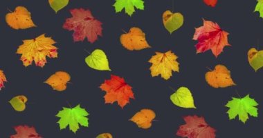 Animated pattern of rotating dry autumn leaves with congratulations on blackboard background, happy thanksgiving day background concept. High quality 4k footage