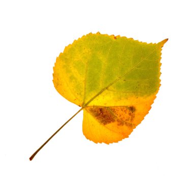 Autumn birch leaves on a white background. High quality photo