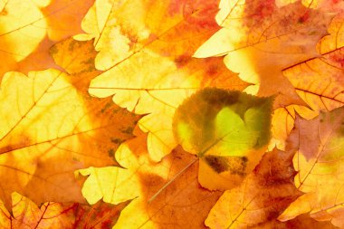 autumn leaves to the light. High quality photo