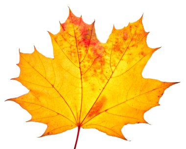 Autumn maple leaves isolated on white background. High quality photo