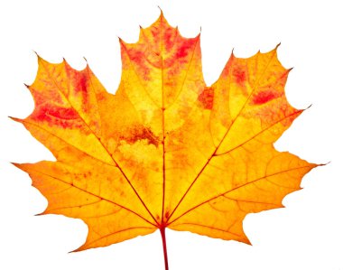 Autumn maple leaves isolated on white background. High quality photo