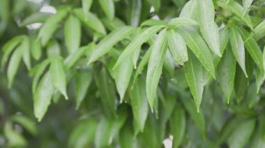 Ağaçta damlayan yağmur damlaları ve yağan yağmurun arka planında güzel bir bokeh bırakır. Yağmurlu havada yeşillik. - Evet. Yüksek kalite 4k görüntü