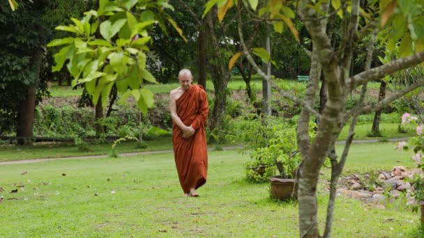 Meditación Monje Caminando Monasterio Del Bosque Tailandés Imágenes Alta Calidad — Vídeo de stock