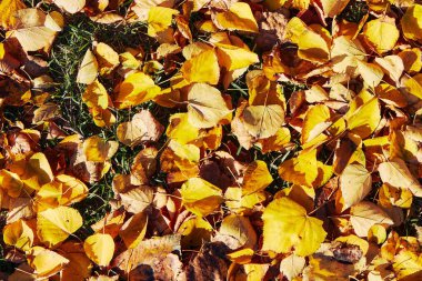 Autumn leaves background. Colorful backround image of fallen autumn leaves perfect for seasonal use. High quality photo