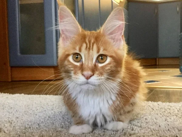 Maine Coon rudy kot — Zdjęcie stockowe