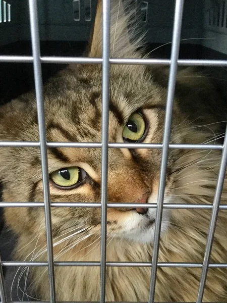 Cat in a cage — Stock Photo, Image