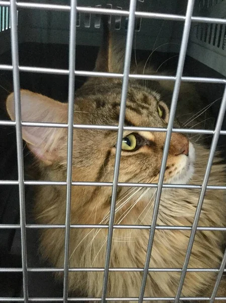 Cat in a cage — Stock Photo, Image