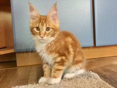 Maine Zencefilli Kedi