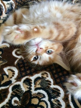 Kırmızı kedi sırt üstü uzanıyor.