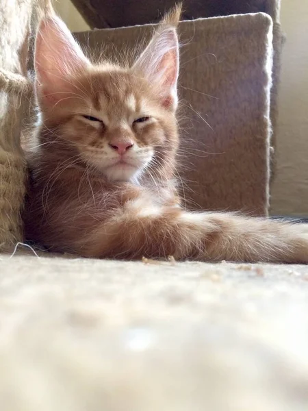 Beautiful red little kitten — Stock Photo, Image