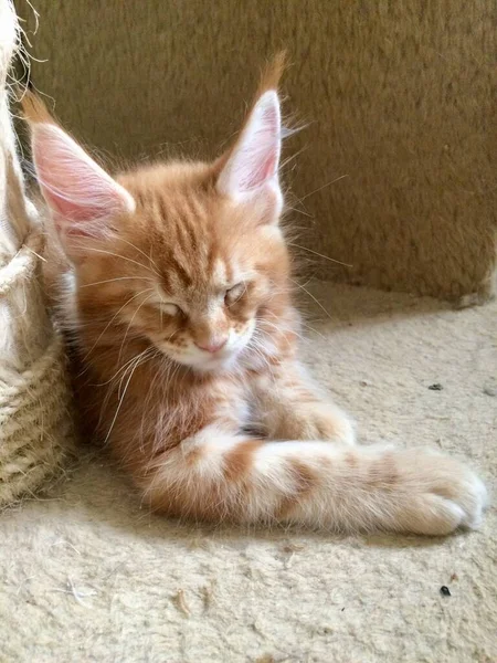 Красивий червоний маленький кошеня — стокове фото