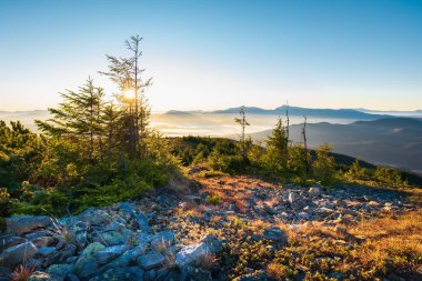 Fantastic peaks of the Ukrainian Carpathians, glowing with sunlight. Scenic morning scene. Natural wallpaper. Beauty world. Location Carpathians, Ukraine, Europe.