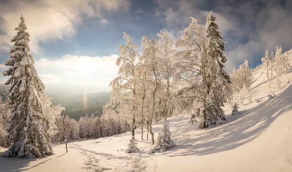 Charming Winter Trees Carpathians Covered Frost Snow Frosty Weather Sunny — Fotografia de Stock