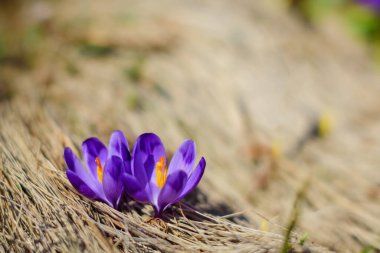 Spring background - Fresh beautiful purple crocuses closeup with space for text. Soft focus