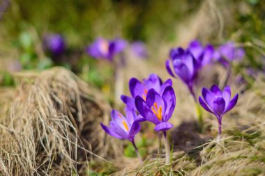 Spring background - Fresh beautiful purple crocuses closeup. Soft focus