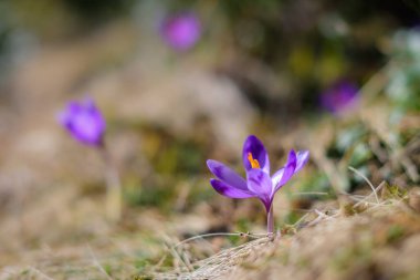 Spring background - Fresh beautiful purple crocuses closeup. Soft focus