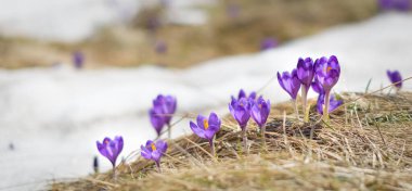 Spring background - Fresh beautiful purple crocuses closeup. Soft focus
