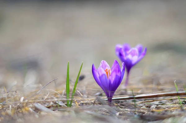 Первые Цветы Крокусы Блоссом Снег Спустится — стоковое фото