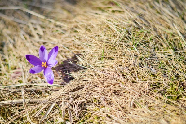 Primi Fiori Crochi Fioritura Appena Scende Neve — Foto Stock