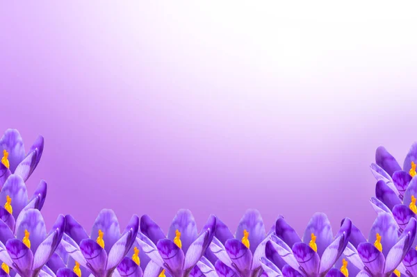 Spring background - beautiful crocuses close up on a delicate purple background
