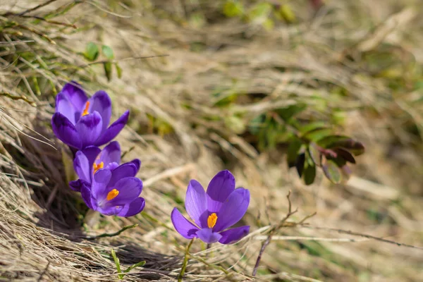 Spring Background Fresh Beautiful Purple Crocuses Closeup Soft Focus — стоковое фото