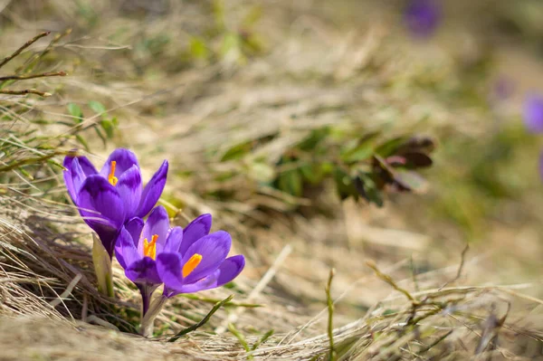 Spring Background Fresh Beautiful Purple Crocuses Closeup Soft Focus — стоковое фото