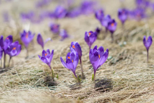 Spring Background Fresh Beautiful Purple Crocuses Closeup Soft Focus — стоковое фото