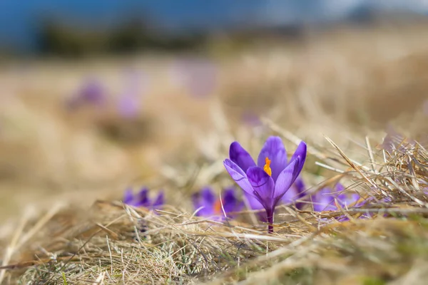 Spring background - Fresh beautiful purple crocuses closeup. Soft focus