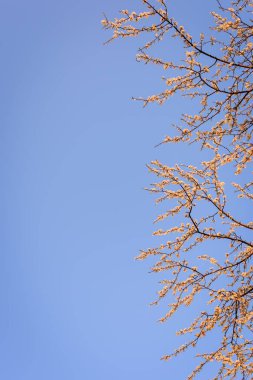 Fruit tree twigs with blooming white and pink petal flowers in spring garden. With copy space
