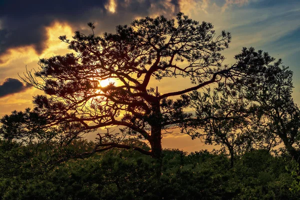 Beautiful pine in the rays of the setting sun