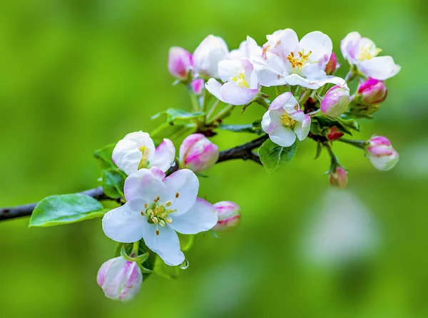 Blooming Apple Tree Branch Green Background — стоковое фото