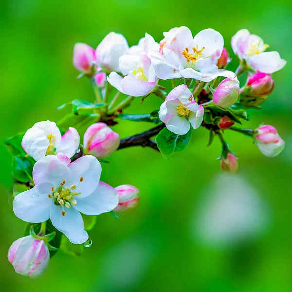 Blooming Apple Tree Branch Green Background — Photo