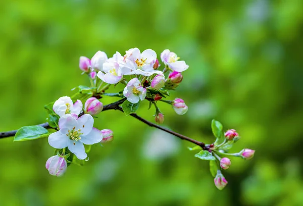 Blooming apple tree branch on a green background