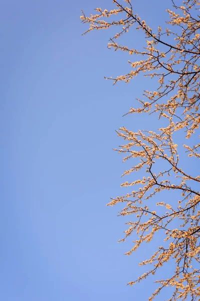 Fruit tree twigs with blooming white and pink petal flowers in spring garden. With copy space