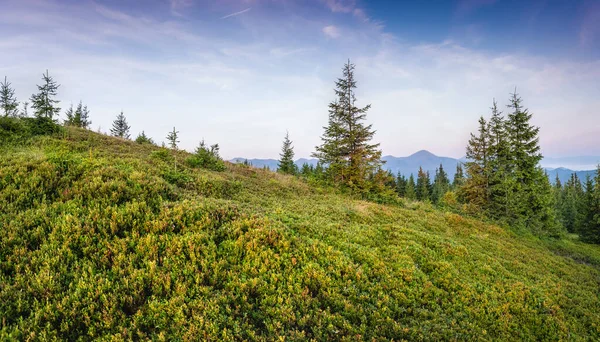 Parlak Karpat manzarası sabah ışığında güzel yeşil çimenler ve mavi gökyüzü. Panoramik manzara. Doğanın güzelliği, arka plan konsepti