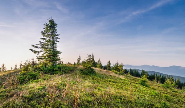 Parlak Karpat manzarası sabah ışığında güzel yeşil çimenler ve mavi gökyüzü. Panoramik manzara. Doğanın güzelliği, arka plan konsepti