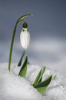 Kartopu çiçekleri (Galanthus nivalis) karların üzerinde yazılar için bir yer ile birlikte büyür. Bahar bayrağı