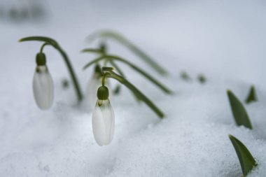 Kartopu çiçekleri (Galanthus nivalis) karların üzerinde yazılar için bir yer ile birlikte büyür. Bahar bayrağı
