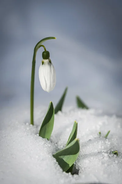 Kartopu çiçekleri (Galanthus nivalis) karların üzerinde yazılar için bir yer ile birlikte büyür. Bahar bayrağı