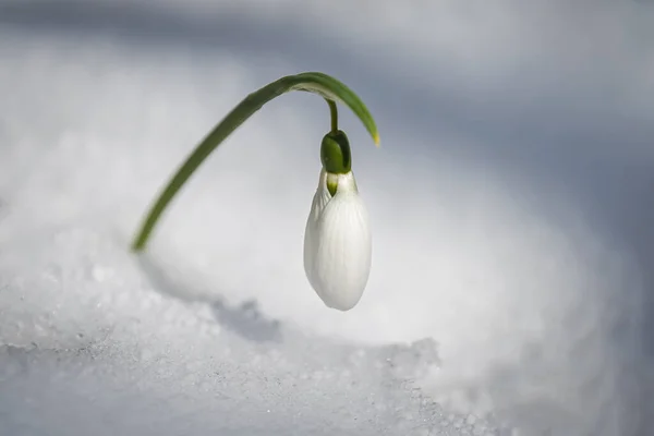 Kartopu çiçekleri (Galanthus nivalis) karların üzerinde yazılar için bir yer ile birlikte büyür. Bahar bayrağı