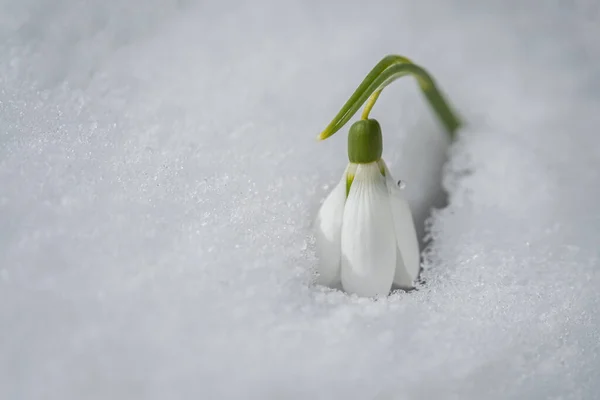 Снежные Цветы Galanthus Nivalis Растущие Снега Местом Надписи Весеннее Знамя — стоковое фото