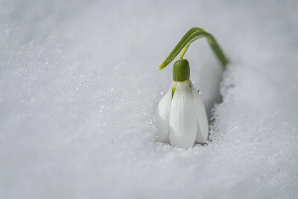Kartopu çiçekleri (Galanthus nivalis) karların üzerinde yazılar için bir yer ile birlikte büyür. Bahar bayrağı