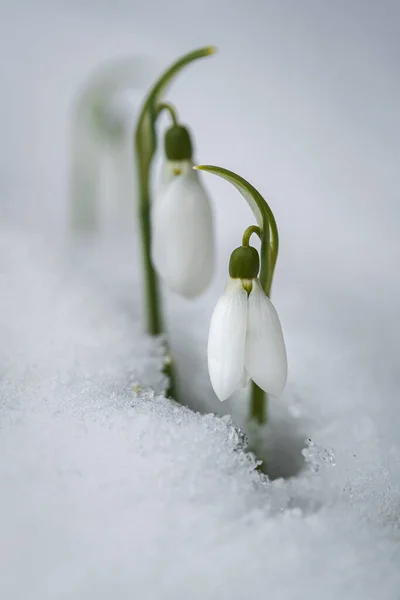 Снежные Цветы Galanthus Nivalis Растущие Снега Местом Надписи Весеннее Знамя — стоковое фото