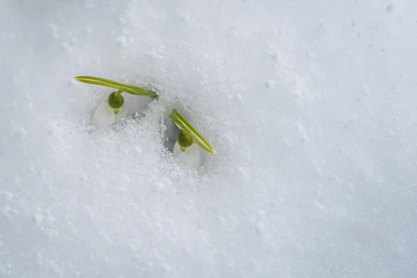 Flores Neve Galanthus Nivalis Crescendo Fora Neve Com Lugar Para — Fotografia de Stock